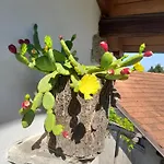 Nini Nyaraló Cannero Riviera