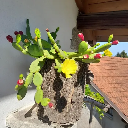 Nini בית נופש קנרו ריביירה
